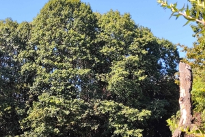 Milan: Bike Tour with Picnic on the turtle lake