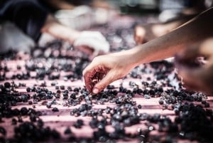 Excursions à Milan : Visite du vignoble de Barolo avec un chauffeur privé