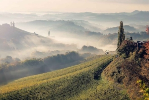 Excursions à Milan : Visite du vignoble de Barolo avec un chauffeur privé