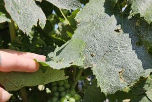 Milano: Tur till Iseosjön och Franciacorta med vingård och vinprovning