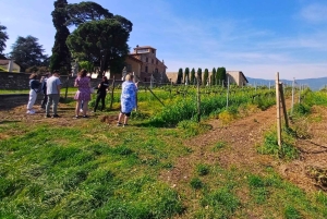 Milano: Tur till Iseosjön och Franciacorta med vingård och vinprovning