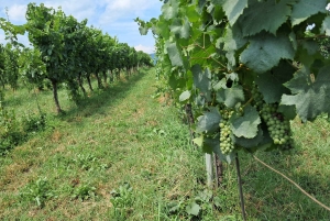 Milano: Tur till Iseosjön och Franciacorta med vingård och vinprovning