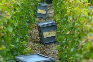 Милан, Олтрепо в зимнее время: крафтовое вино и бутылка вашего собственного вина