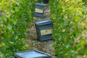 Milano, Oltrepò vintertid: Gör och tappa ditt eget vin