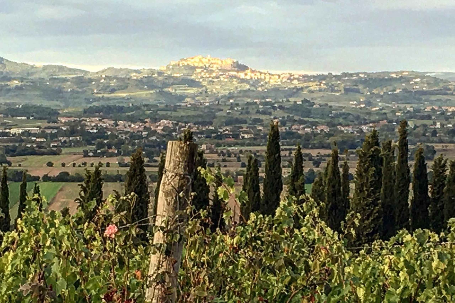 Montepulciano: Wine Tour and tasting