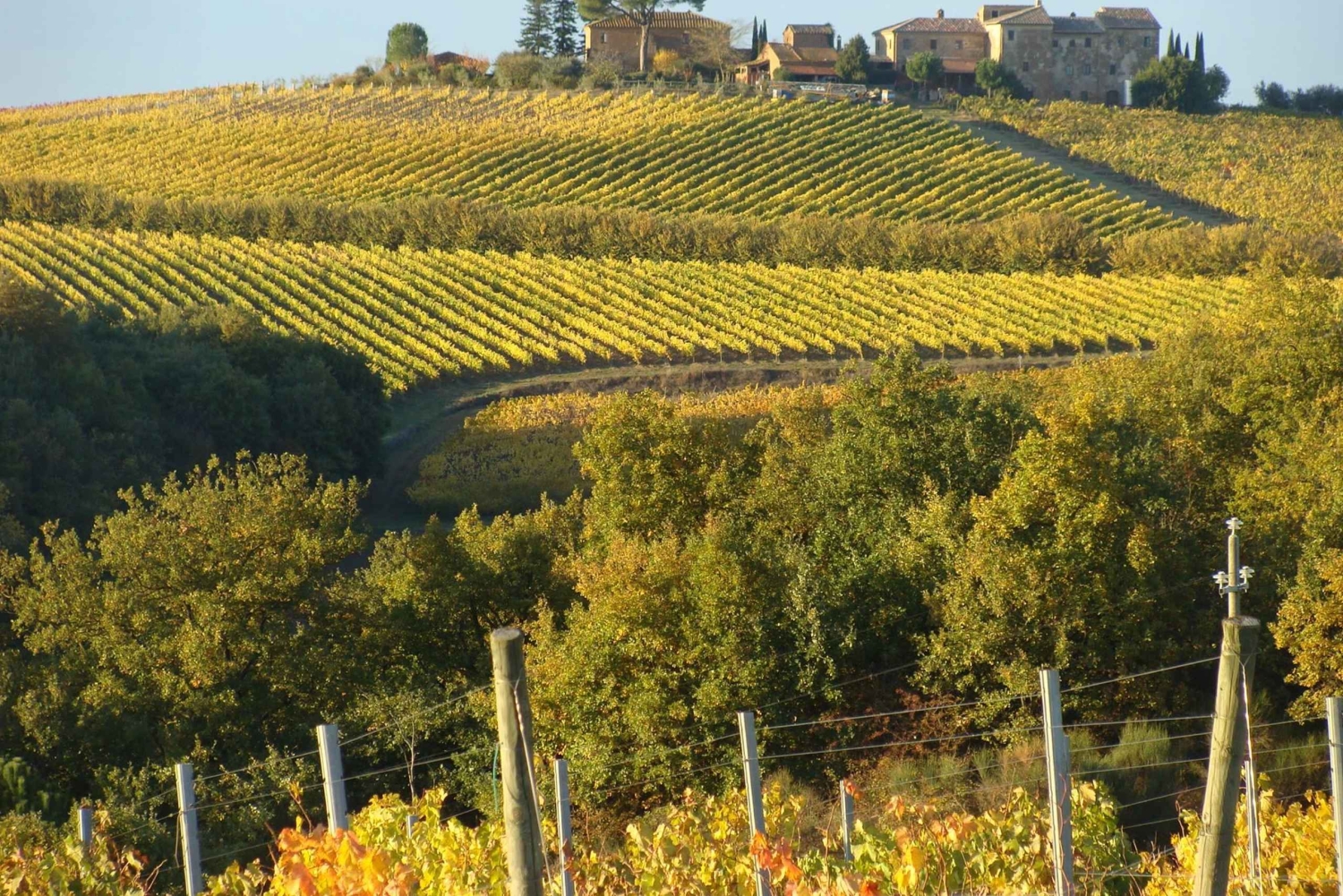 Montepulciano: Wine Tour and tasting