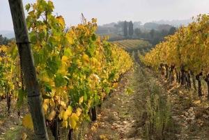 Montepulciano: Wine Tour and tasting