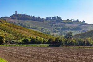 Pavía: entre viñedos y castillos: degustación y almuerzo auténtico en Oltrepò