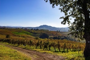 Pavía: entre viñedos y castillos: degustación y almuerzo auténtico en Oltrepò