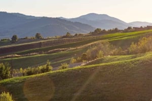 Pavía: entre viñedos y castillos: degustación y almuerzo auténtico en Oltrepò
