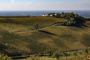 Pavia: among Vineyards and Castles: tasting and authentic lunch in Oltrepò