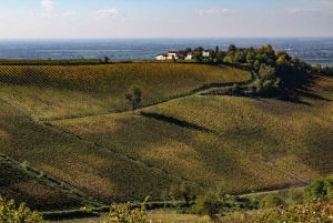 Pavía: pasea entre castillos y viñedos con degustación de vinos