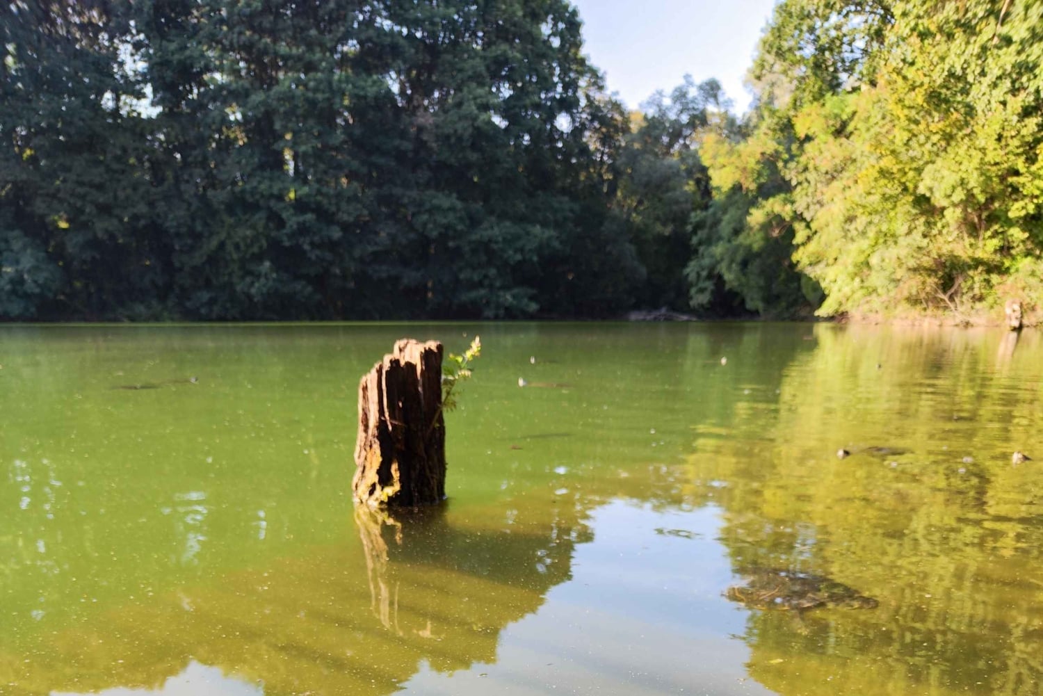 Trekking no bosque com piquenique no lago das tartarugas