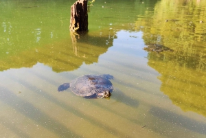 Walk in the Wood with picnic on the turtles lake