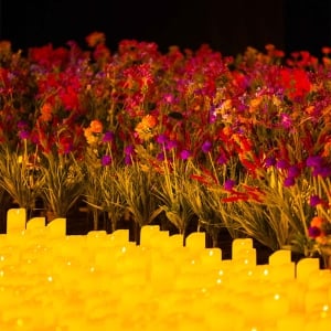 Candlelight: The Great Successes of Bridgerton