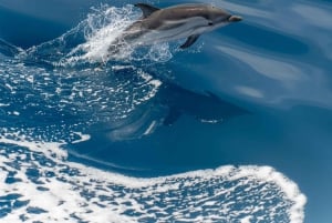 Monaco: Bådkrydstogt med hvalobservation