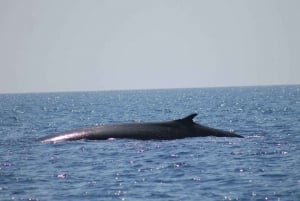 Monaco: Bådkrydstogt med hvalobservation