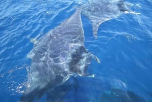 Monaco: Bådkrydstogt med hvalobservation