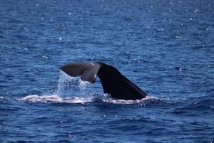 Monaco: Bådkrydstogt med hvalobservation