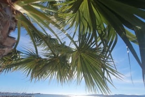 Monaco: Guidet tur med Oceanografisk Museum og Prinsens biler