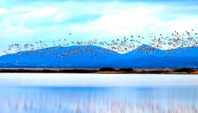Flamingos Encounter at Ulcinj Salina