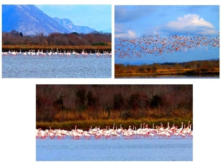 Flamingos Encounter in Ulcinj Salina 