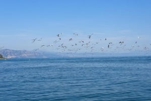 Adabojana-Amazonas (Ulcinj) Boat tours