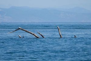 Adabojana-Amazonas (Ulcinj) Boat tours