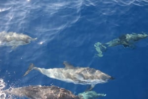 Bari: Half-Day Dolphin-Searching Sailboat Cruise with Snack