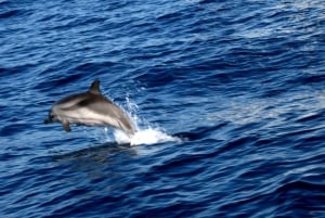 Bari: Half-Day Dolphin-Searching Sailboat Cruise with Snack