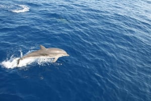 Bari: Half-Day Dolphin-Searching Sailboat Cruise with Snack