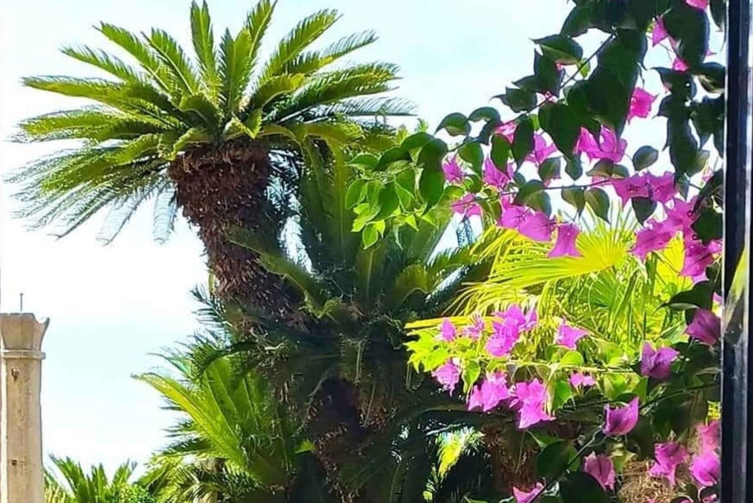 Dubrovnik Views & Trsteno Botanical Garden Experience