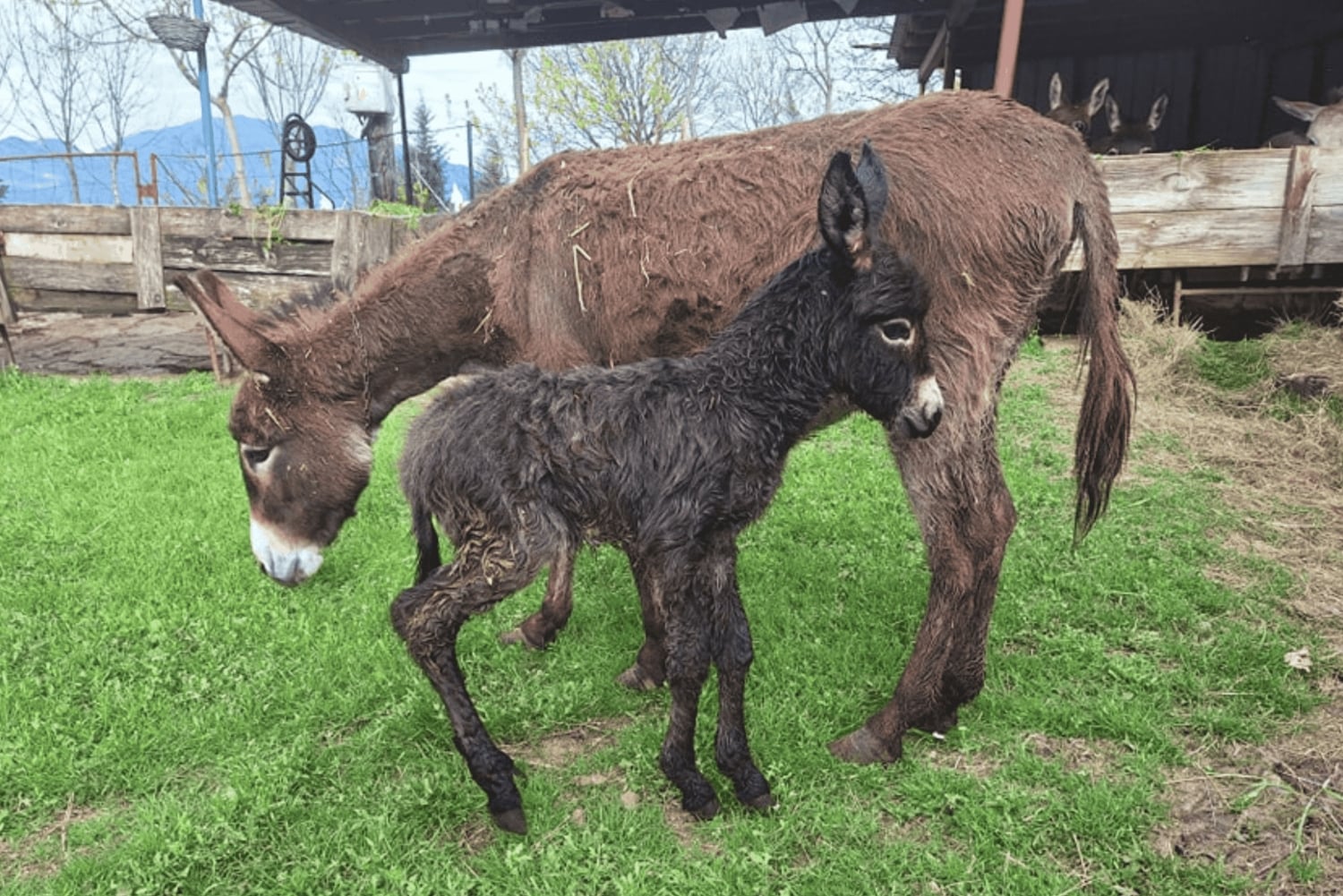 From Bar: Tour of Donkey Farm