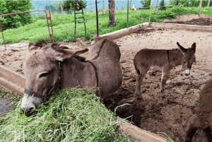 From Bar: Tour of Donkey Farm