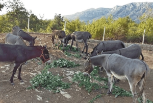 From Bar: Tour of Donkey Farm