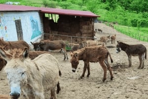 From Bar: Tour of Donkey Farm