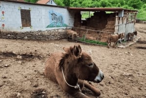 From Bar: Tour of Donkey Farm