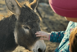 From Bar: Tour of Donkey Farm