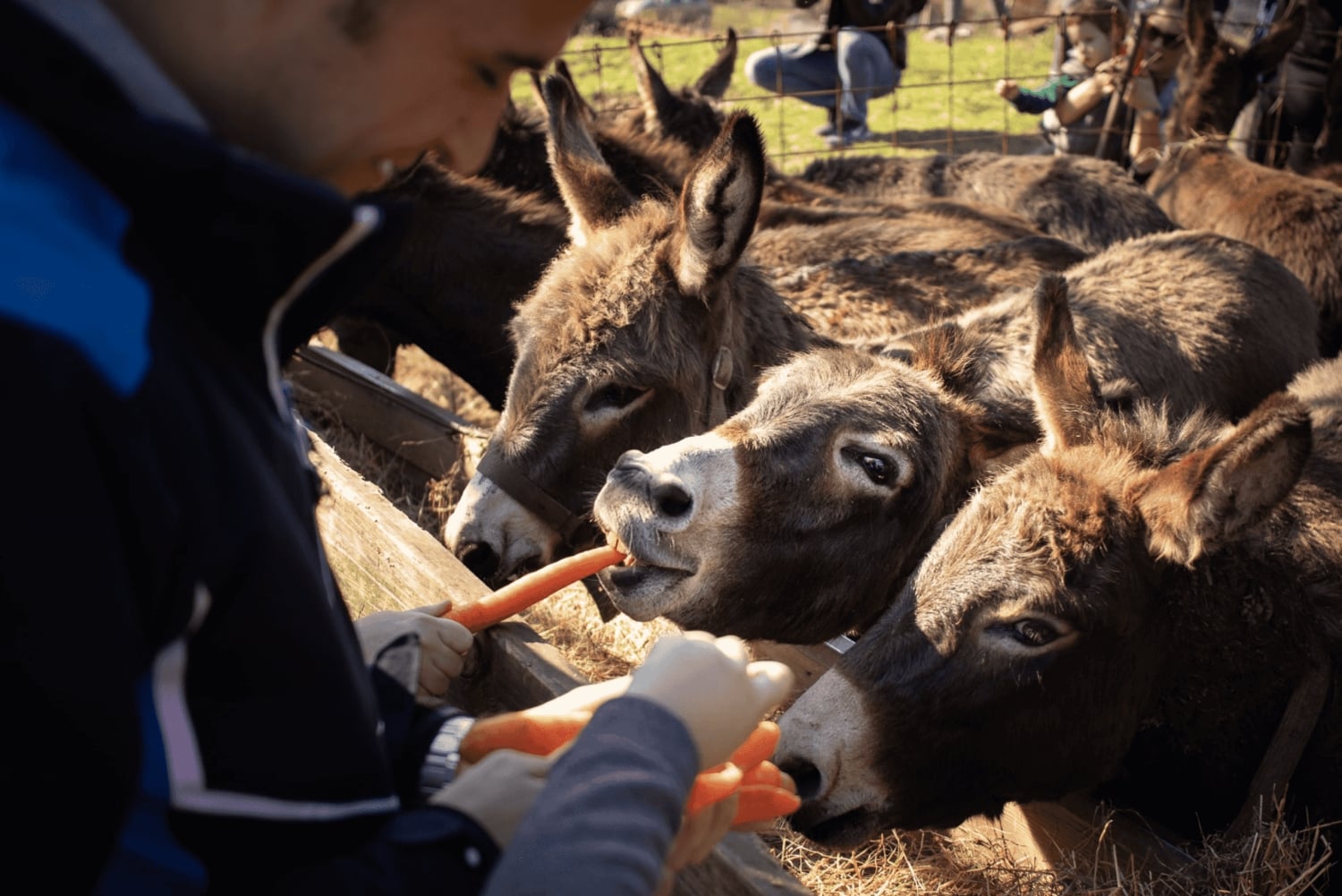 From Budva: Tour of Donkey Farm