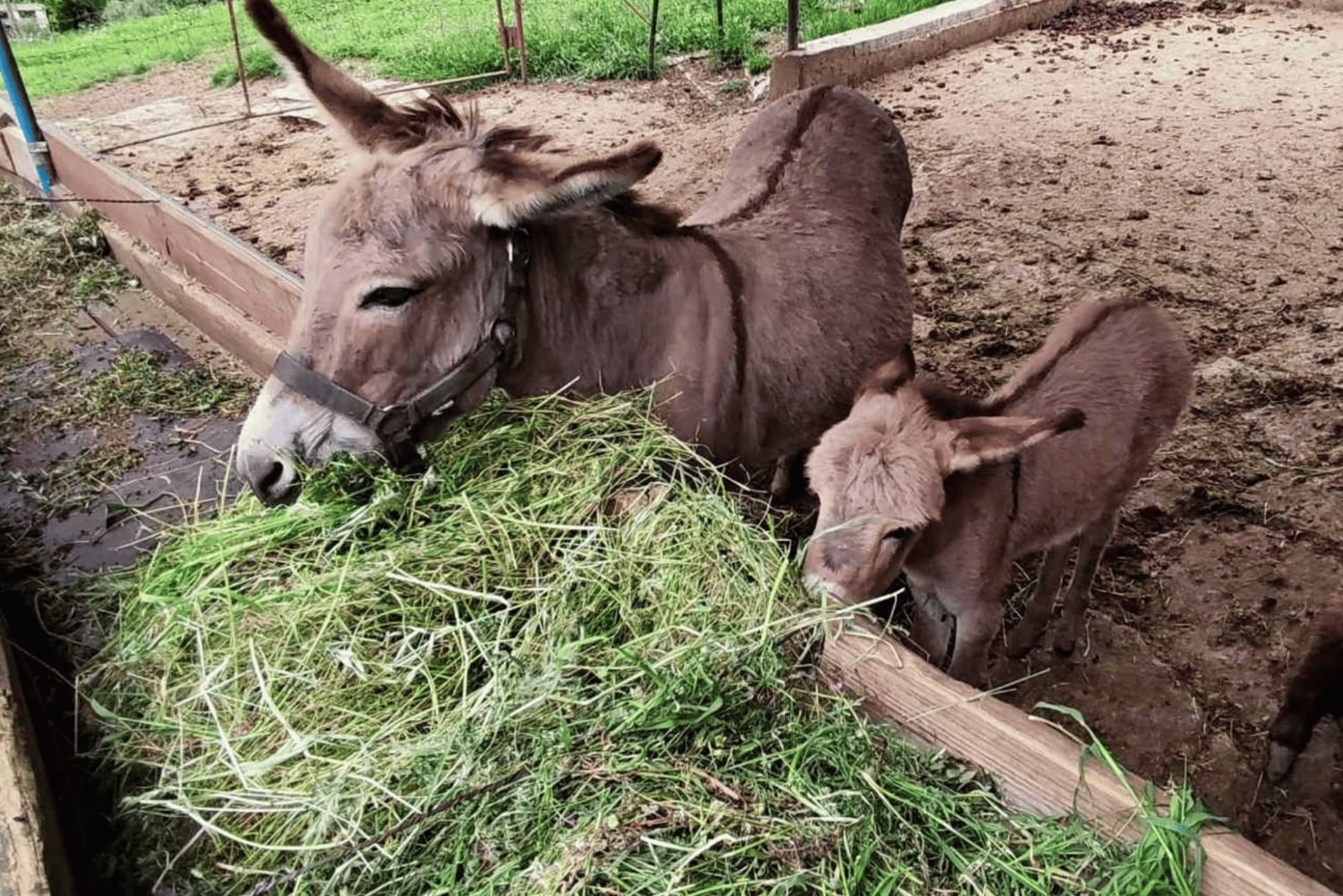 From Budva: Tour of Donkey Farm
