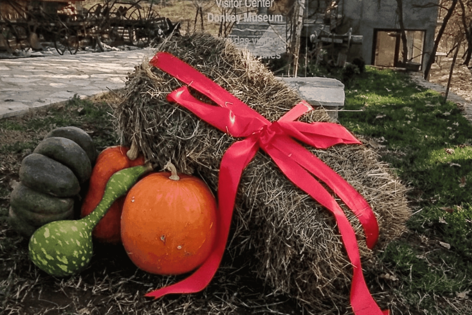From Budva: Tour of Donkey Farm