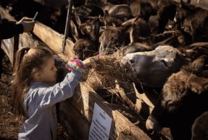 From Budva: Tour of Donkey Farm