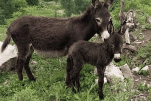 From Budva: Tour of Donkey Farm