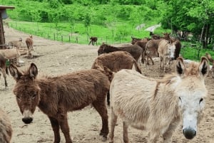 From Budva: Tour of Donkey Farm