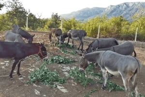 From Budva: Tour of Donkey Farm