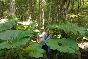 From Podgorica: Biogradska Gora NP & Moraca monastery&Canyon