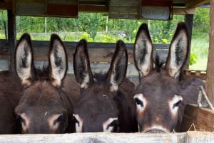 From Podgorica: Donkey Farm Visit