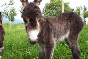 From Podgorica: Donkey Farm Visit