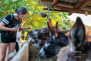 From Podgorica: Donkey Farm Visit