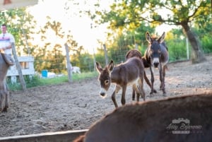 From Podgorica: Donkey Farm Visit